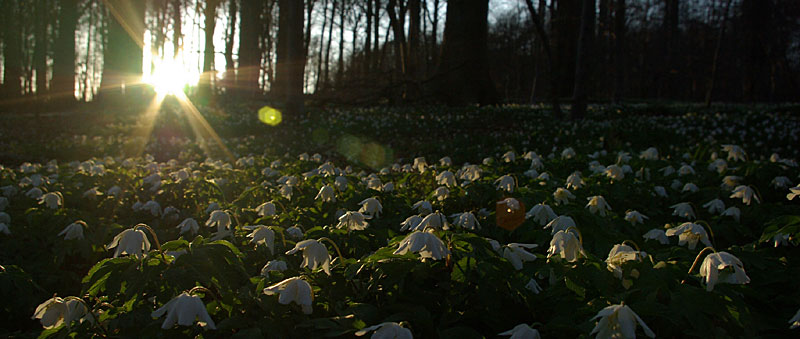 Dans nos bois Dans nos bois
