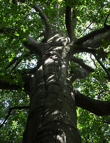 Ce colosse n'est plus...