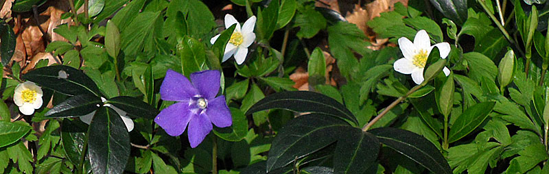 Dans nos bois Dans nos bois