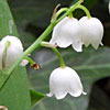 Muguet